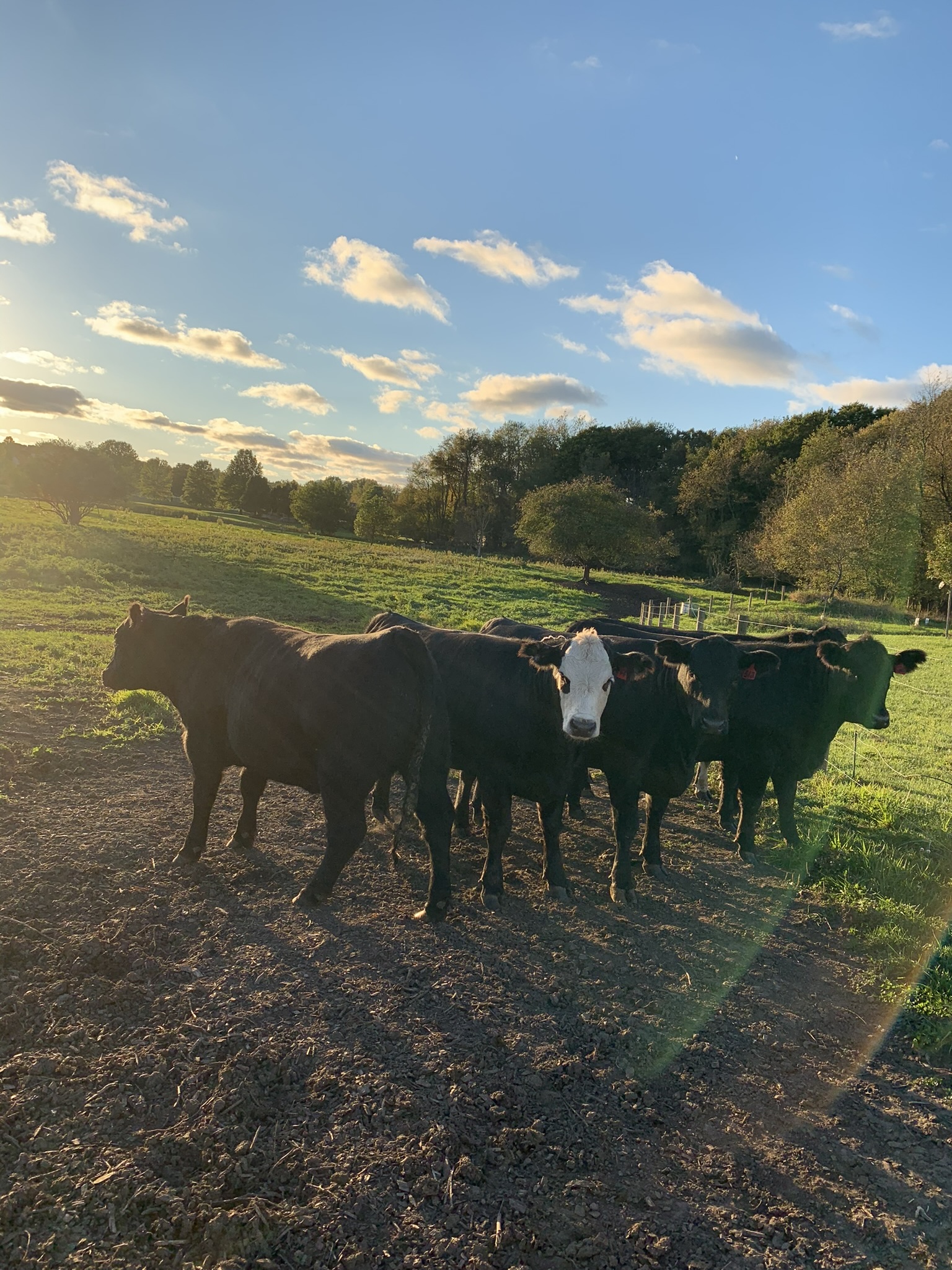Schmader Farms cattle at golden hour