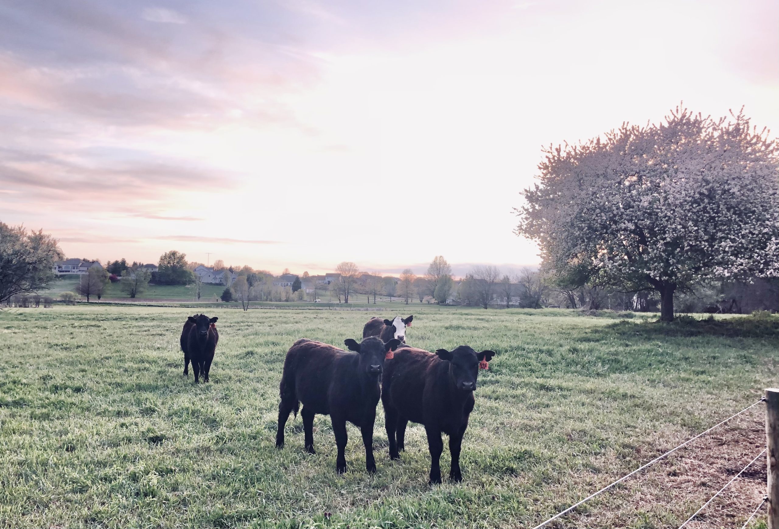 Schmader Farms beef on the farm