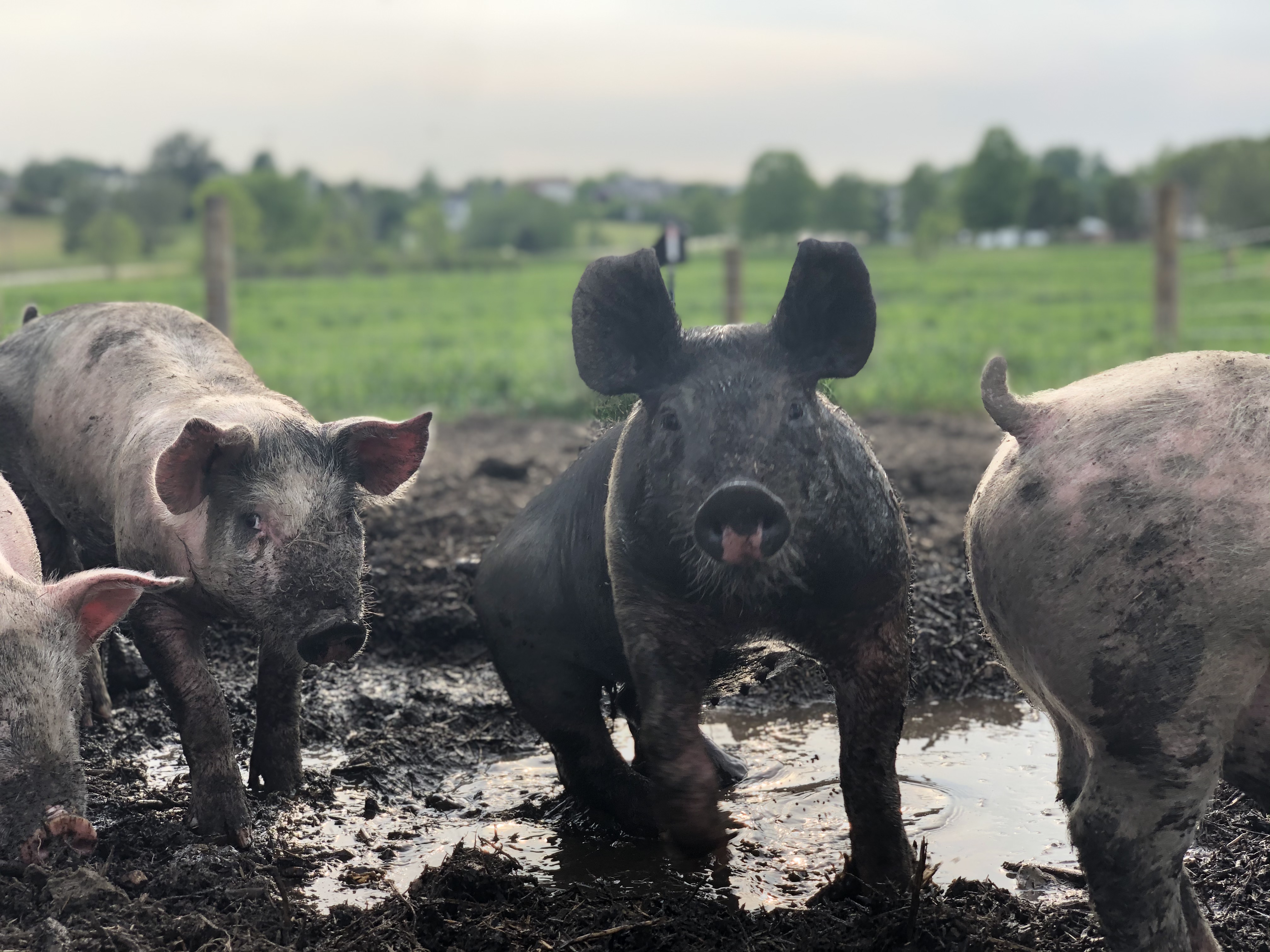 Schmader Farms pigs in the mud — black pig face-on with the herd behind