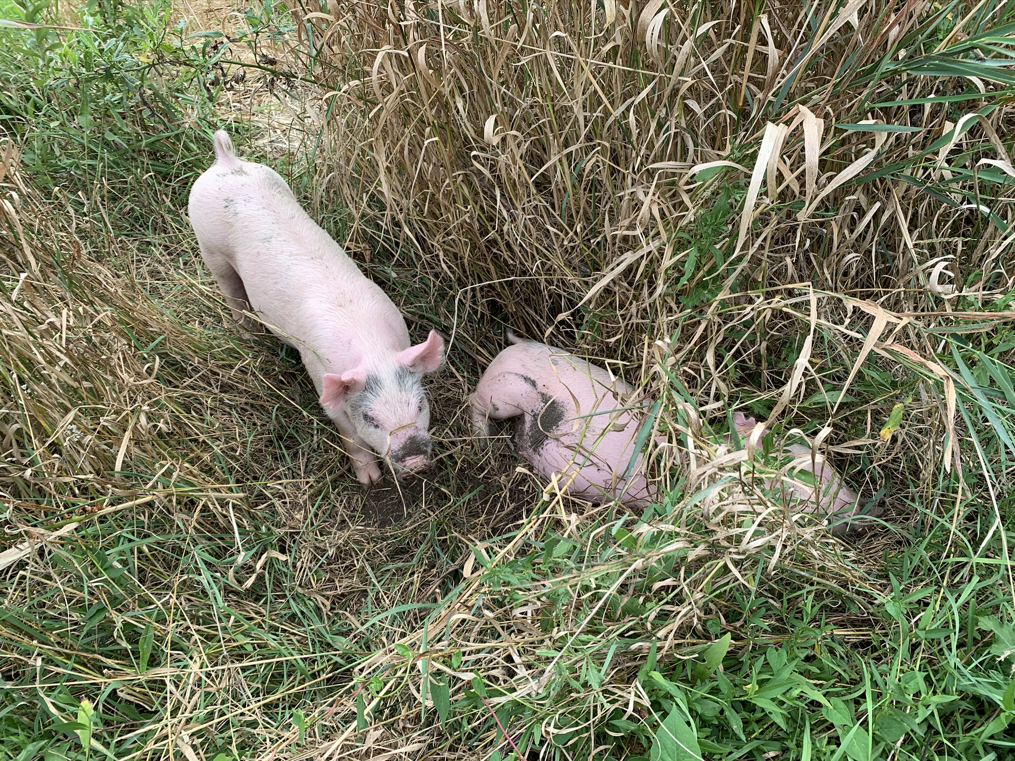 Two Schmader Farms piglets nestled in tall grass